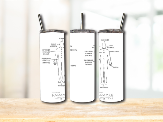 Inside the Cadaver Lab – Anatomical Insulated Drinks Tumbler